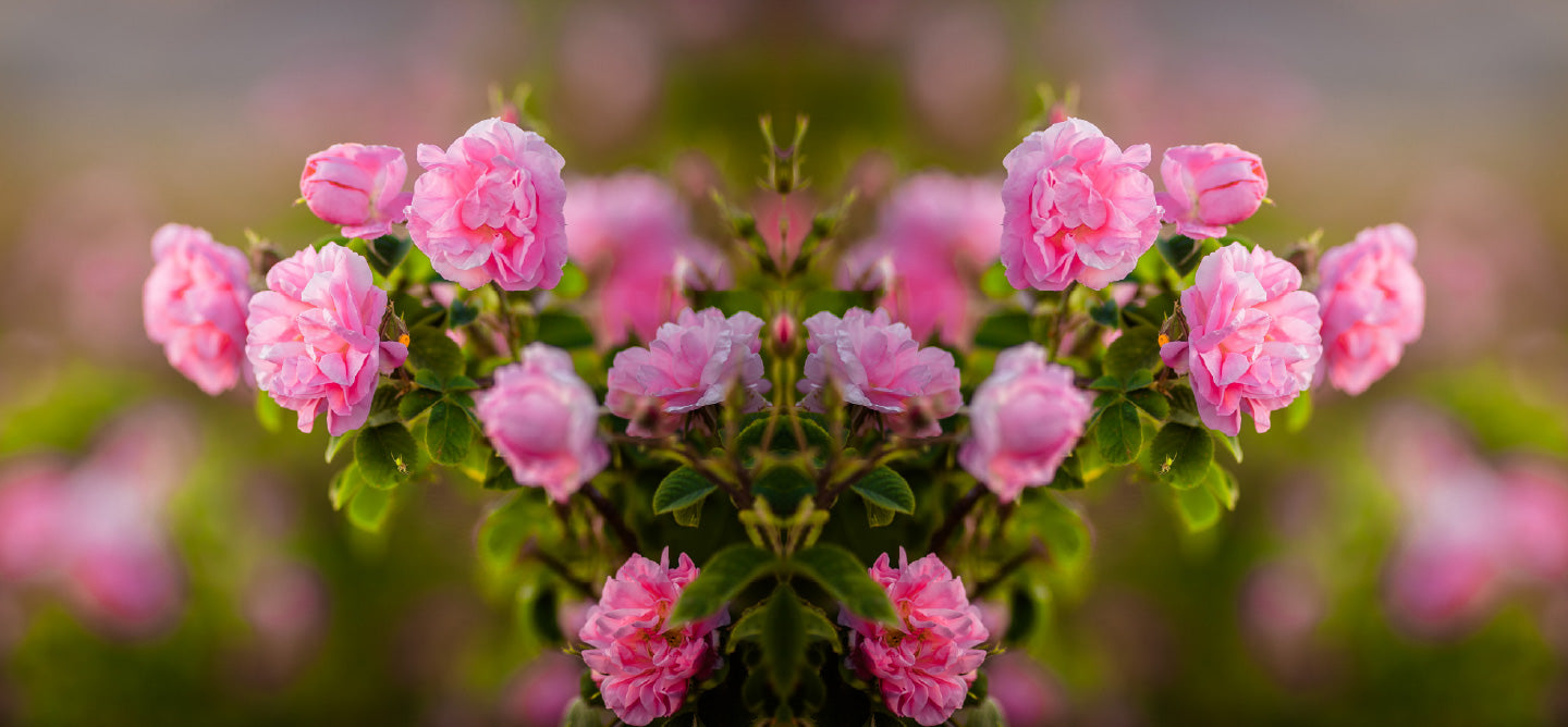 Pure Organic Renegade Beauty